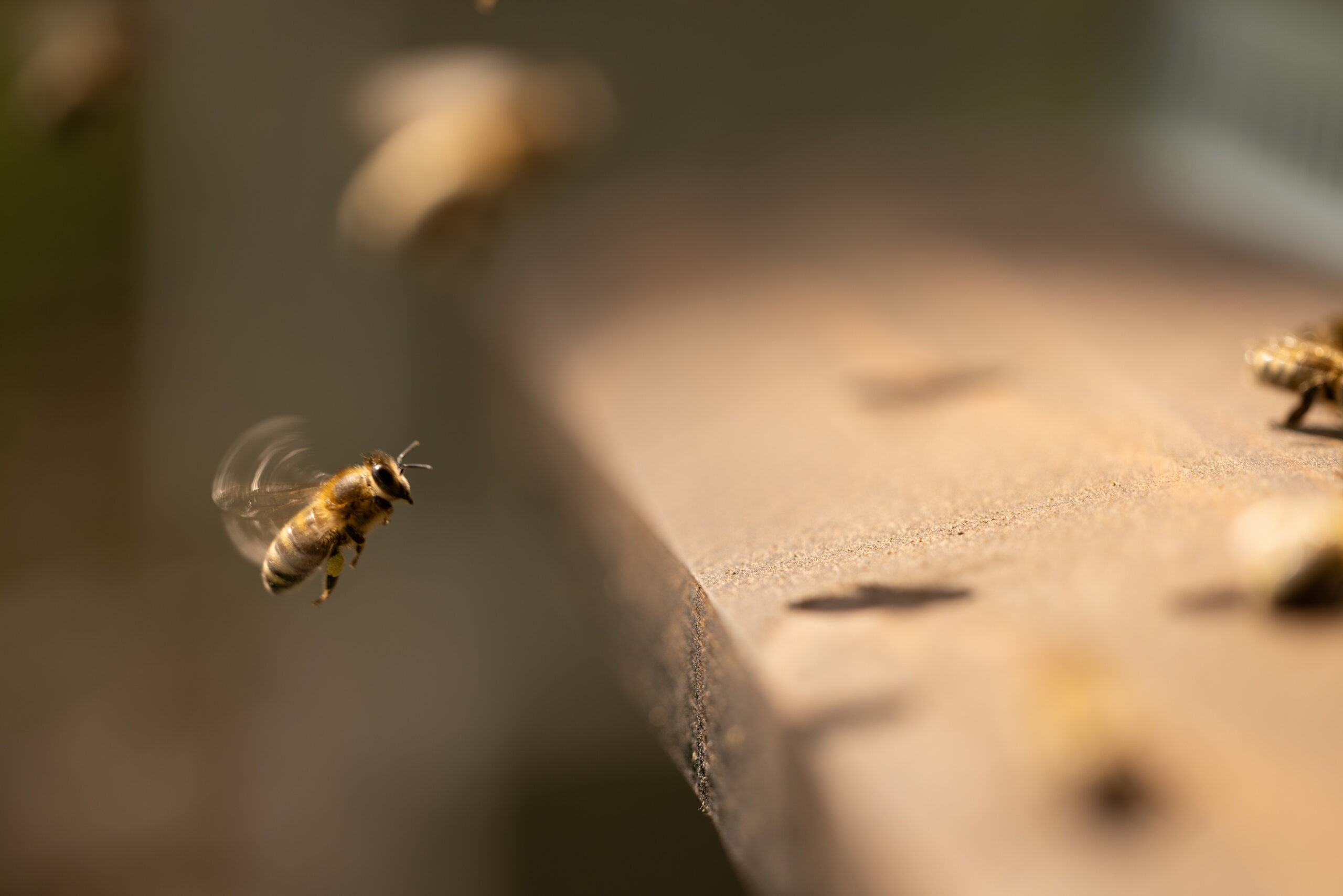 Changement au sein du comité de la SAJB
